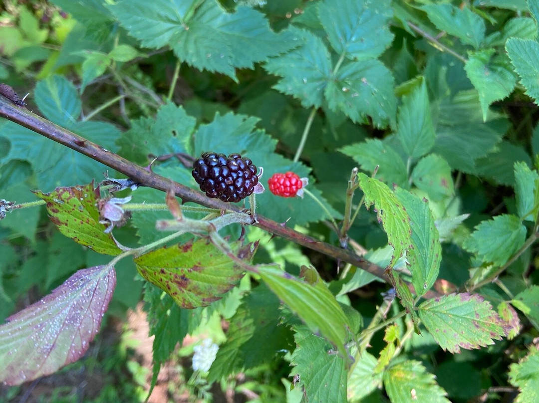 ElmRock Inn Bed and Breakfast主图