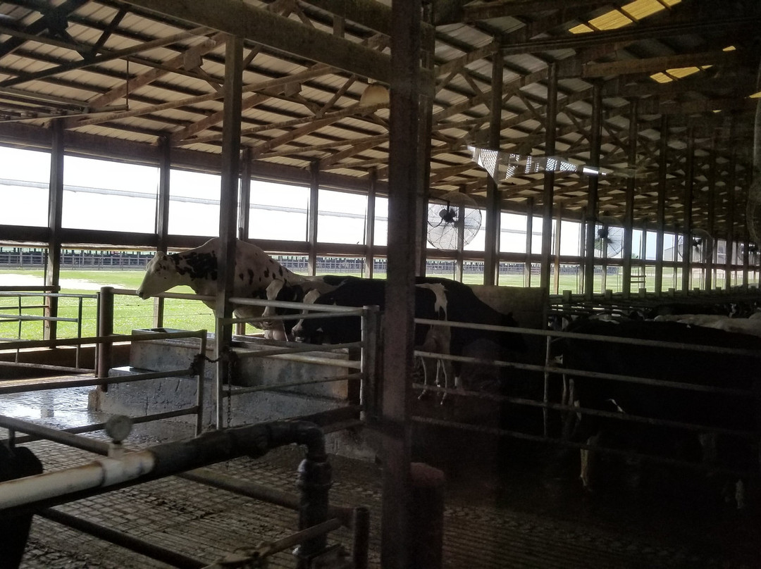 Fair Oaks Dairy Adventure景点图片