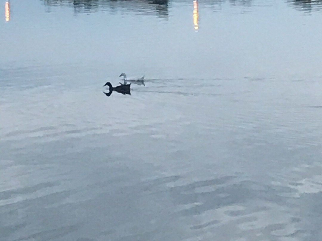 Lahijan Lake景点图片