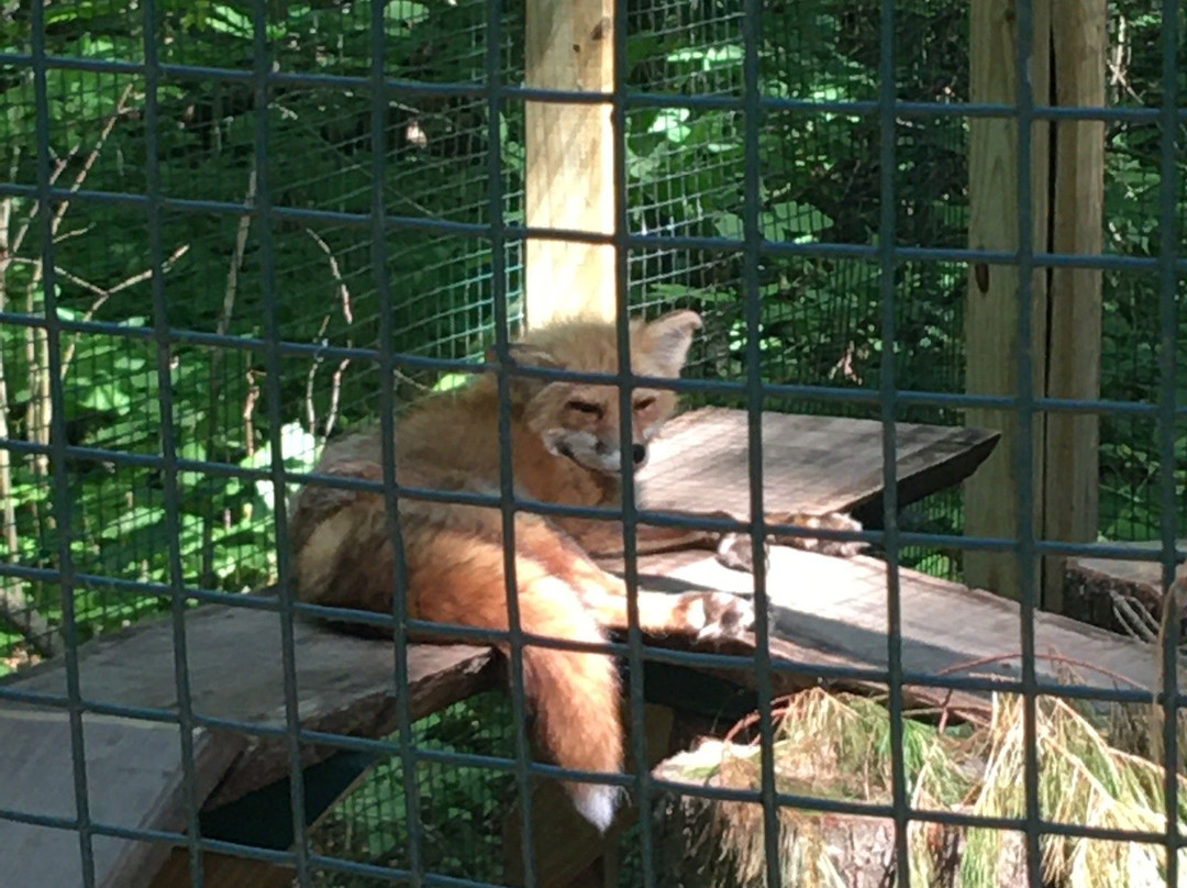 Adirondack Wildlife Refuge-Wilmington必去景点