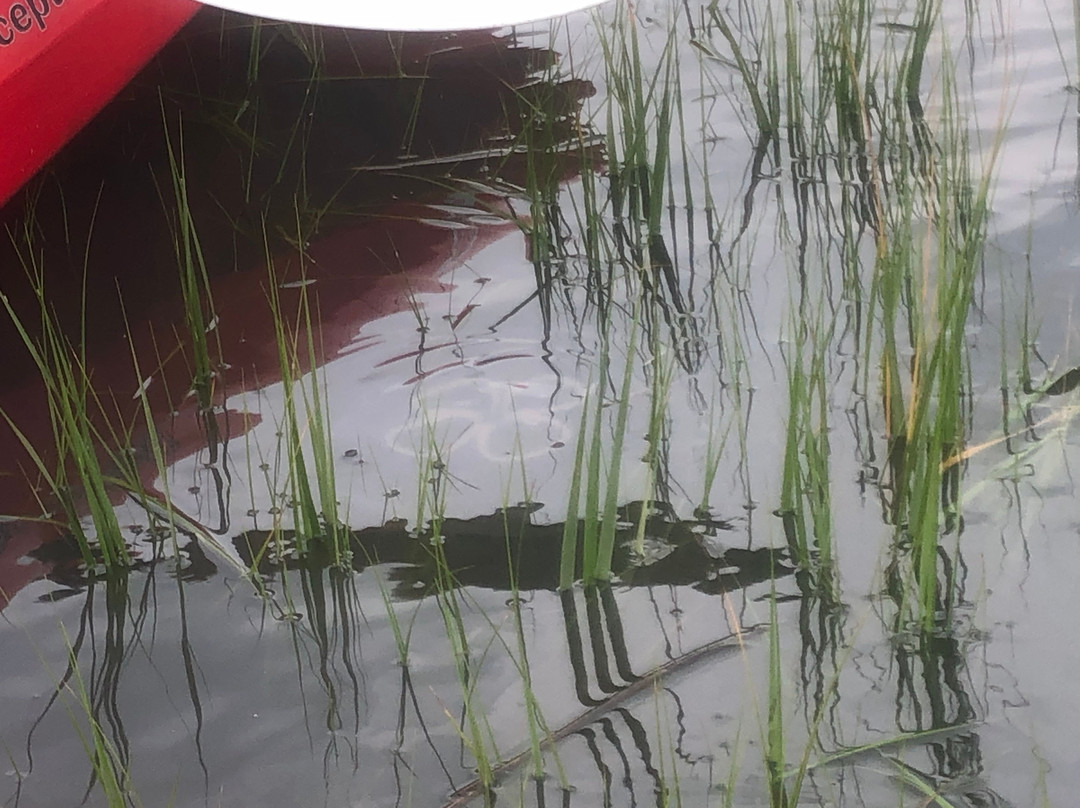 Big Papa Sup-钦科蒂格岛必去景点