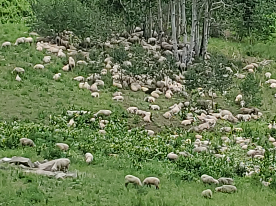Flat Tops Scenic Byway-Yampa必去景点