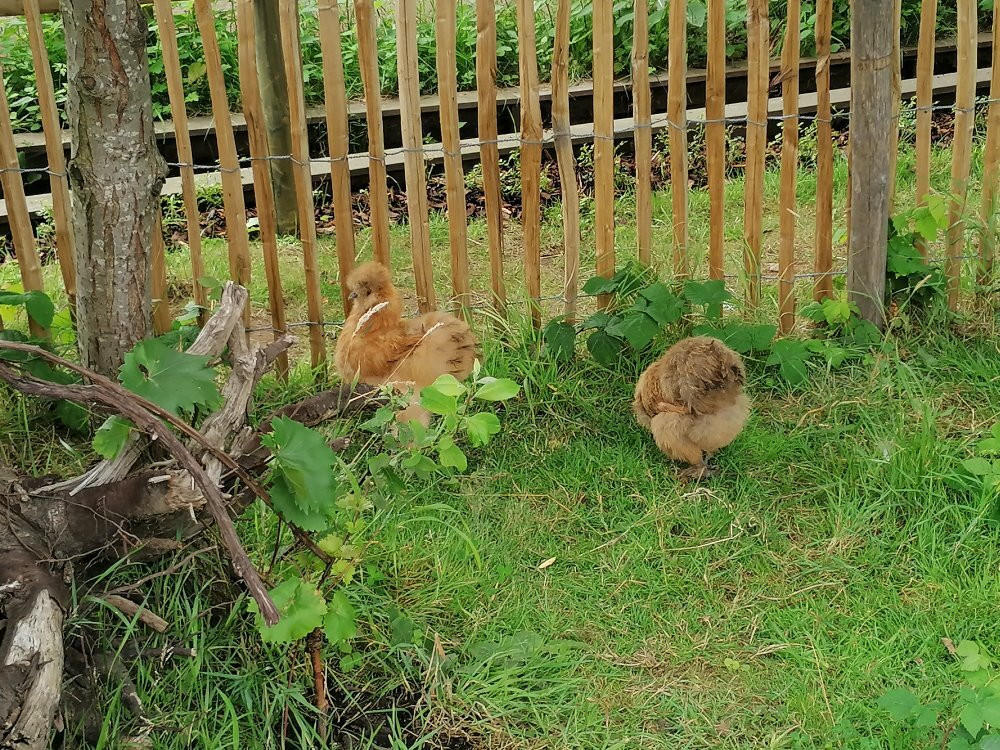 Kinderboerderij De Bollekeshoef