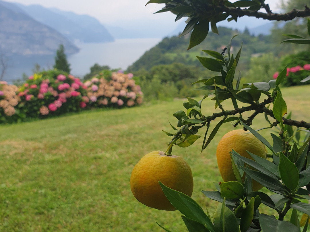 Azienda Agricola Massussi Luigi-伊塞奥必去景点