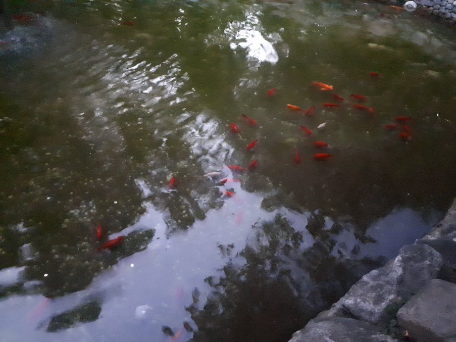 Singing Fountains-普罗夫迪夫必去景点