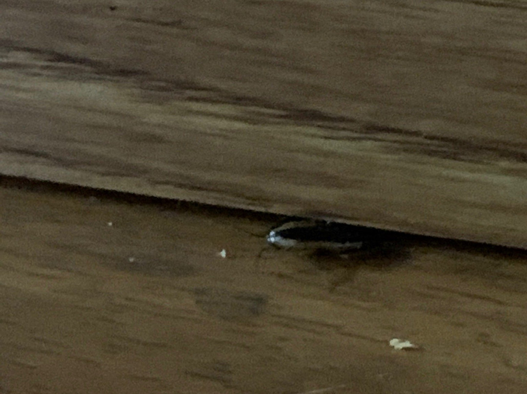 Days Inn by Wyndham Byron主图