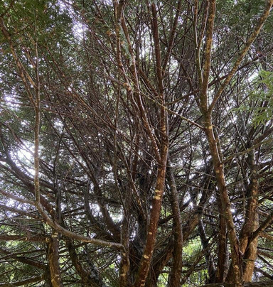 Cocorico Extrem Road-沙尔必去景点