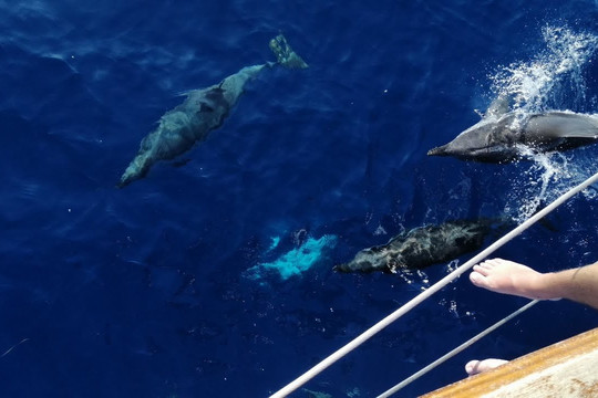 Stenella Striata Taranto