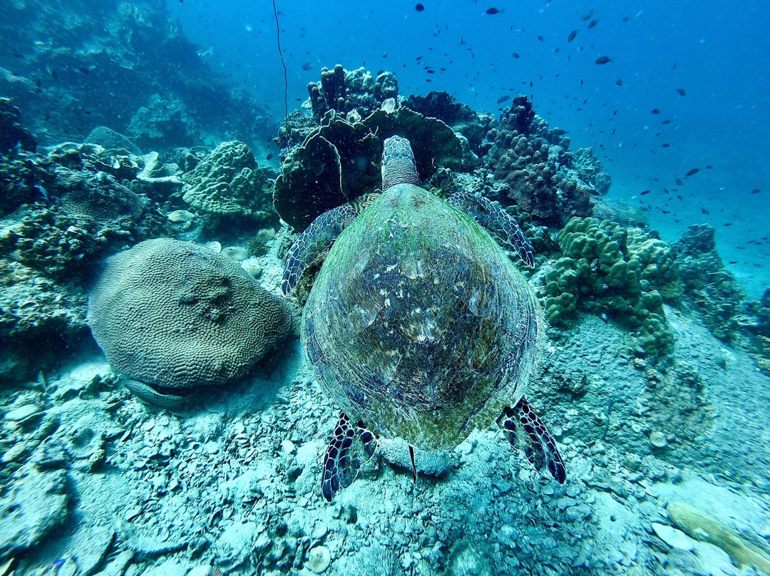 France Plongee-苏梅岛必去景点