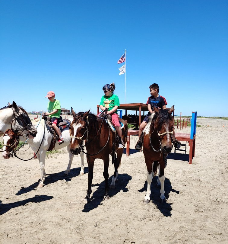 Galveston Island Horse & Pony Rides-加尔维斯顿岛必去景点