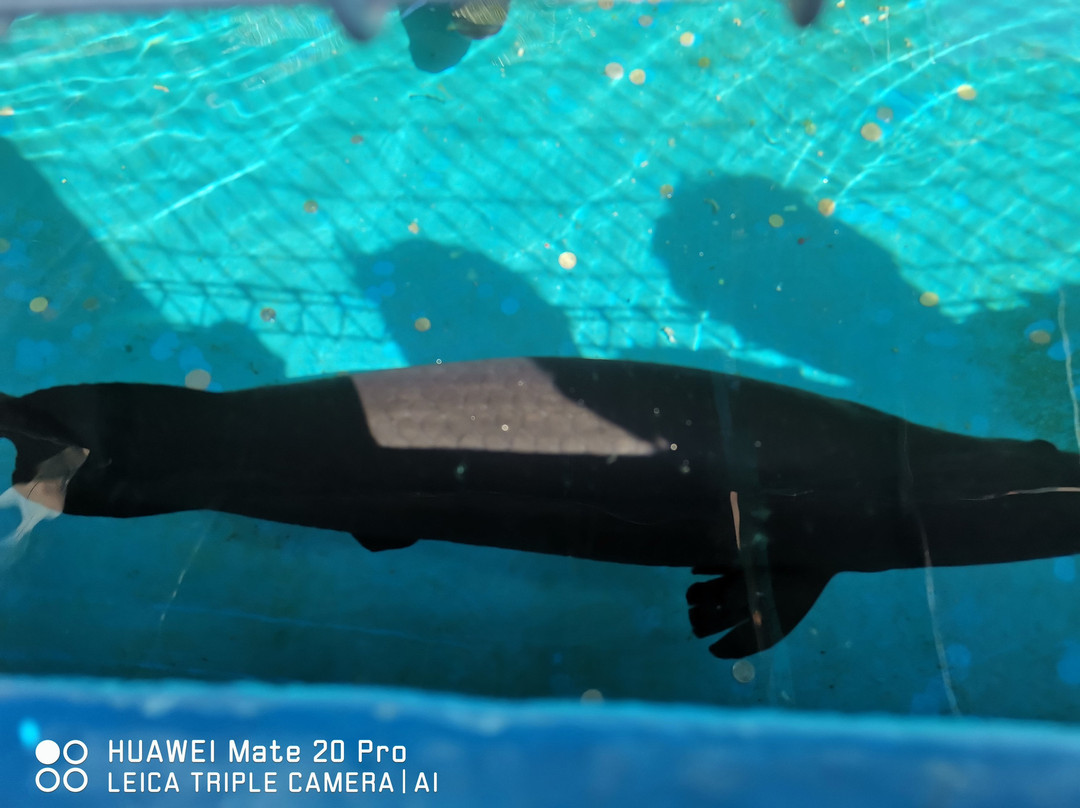 Chong Long Gong Temple-峇株巴辖必去景点