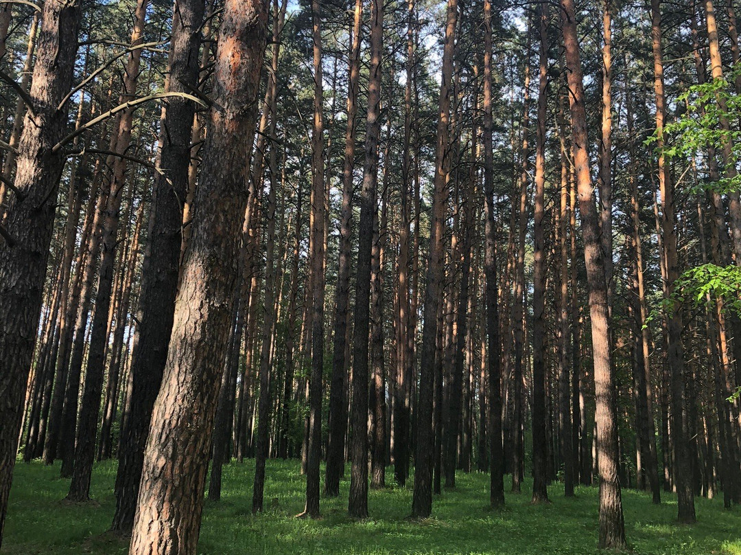 Zayeltsovskiy Park of Culture and Leisure景点图片