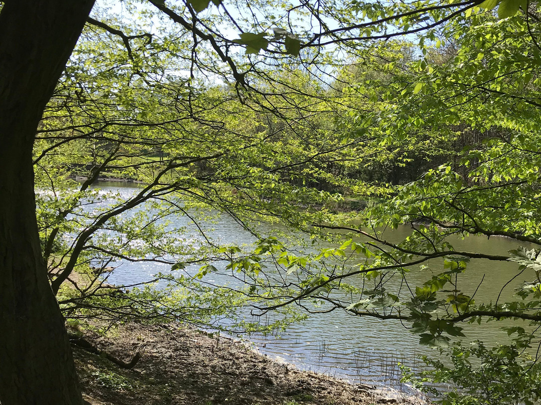 Bierley Hall Woods景点图片