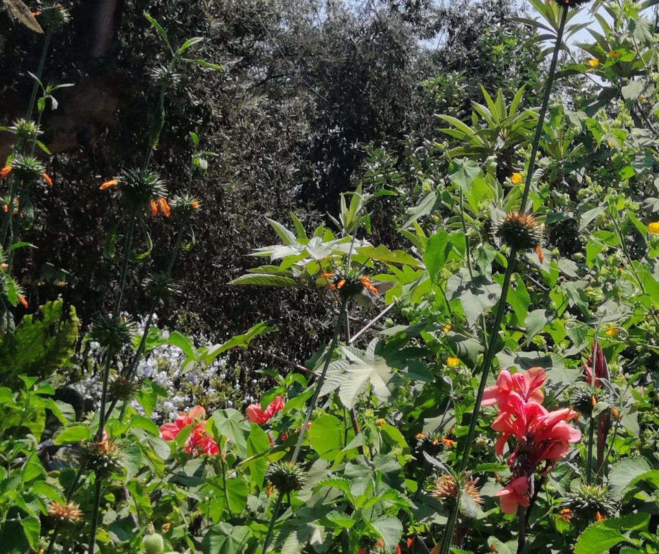 Santuario Del Picaflor-阿里卡必去景点