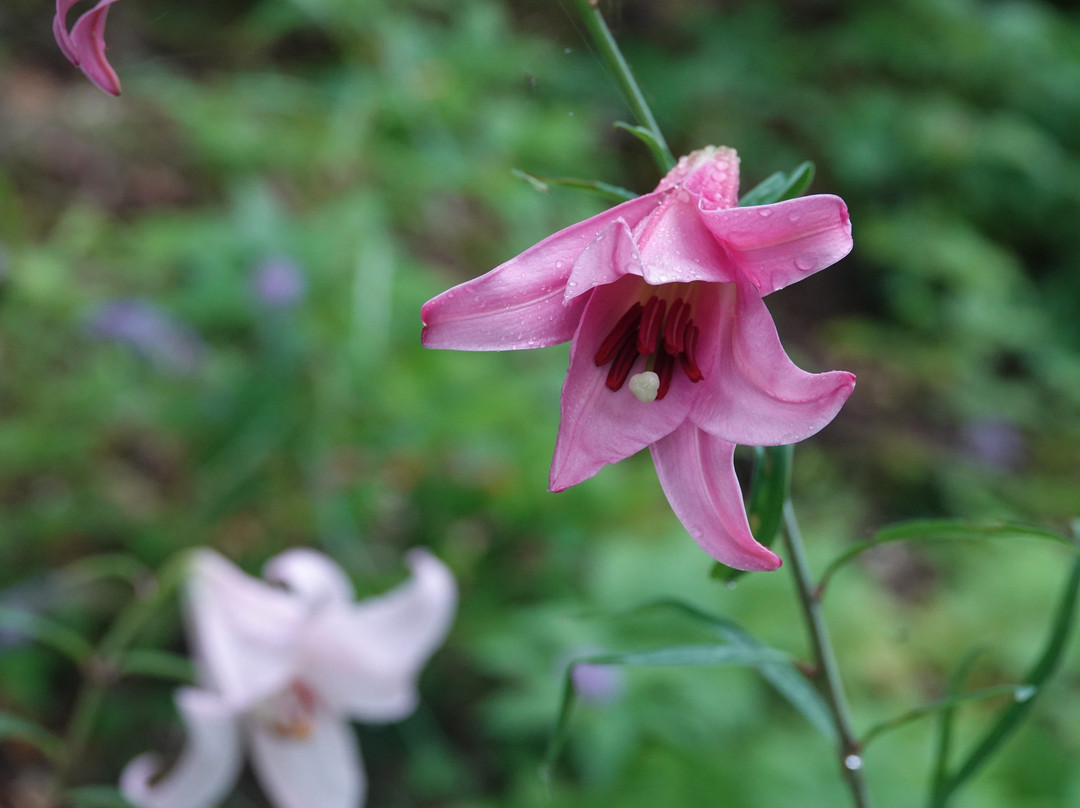 Sasayuri-no-Sato Tenjimbara Botanical Garden景点图片