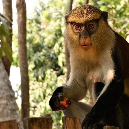 Tafi Atome Monkey Sanctuary And Cultural Village景点图片