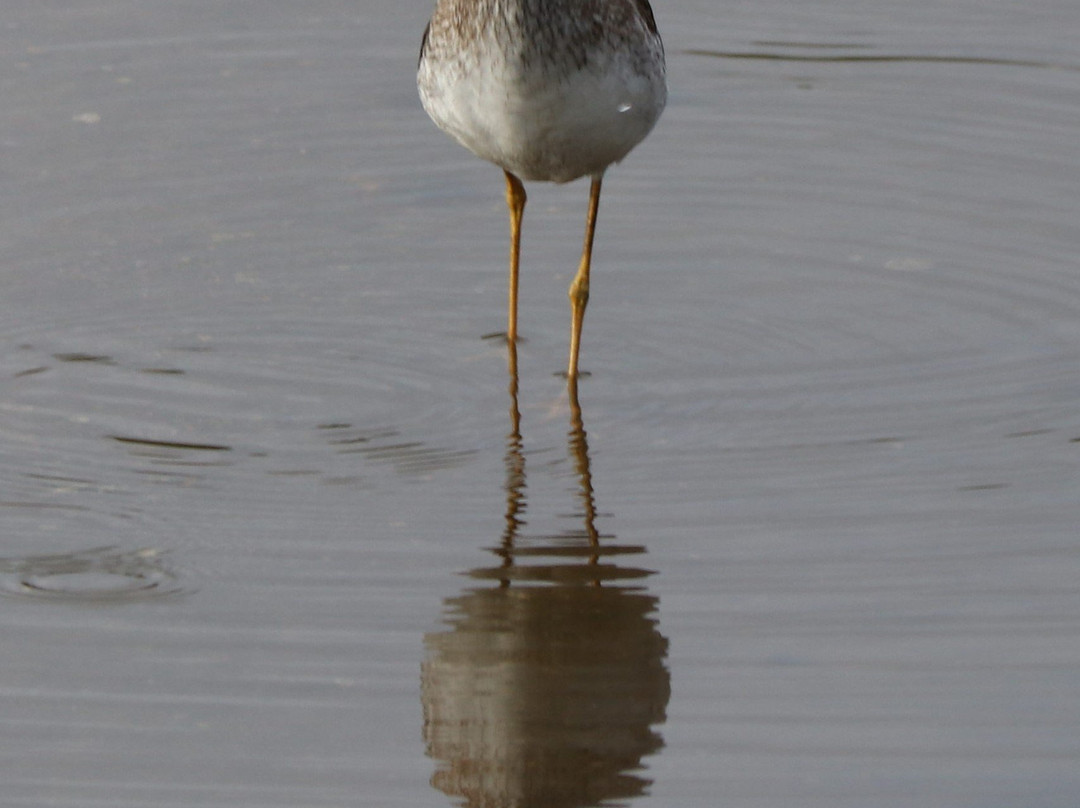 Dinner Island Ranch-克莱维斯顿必去景点