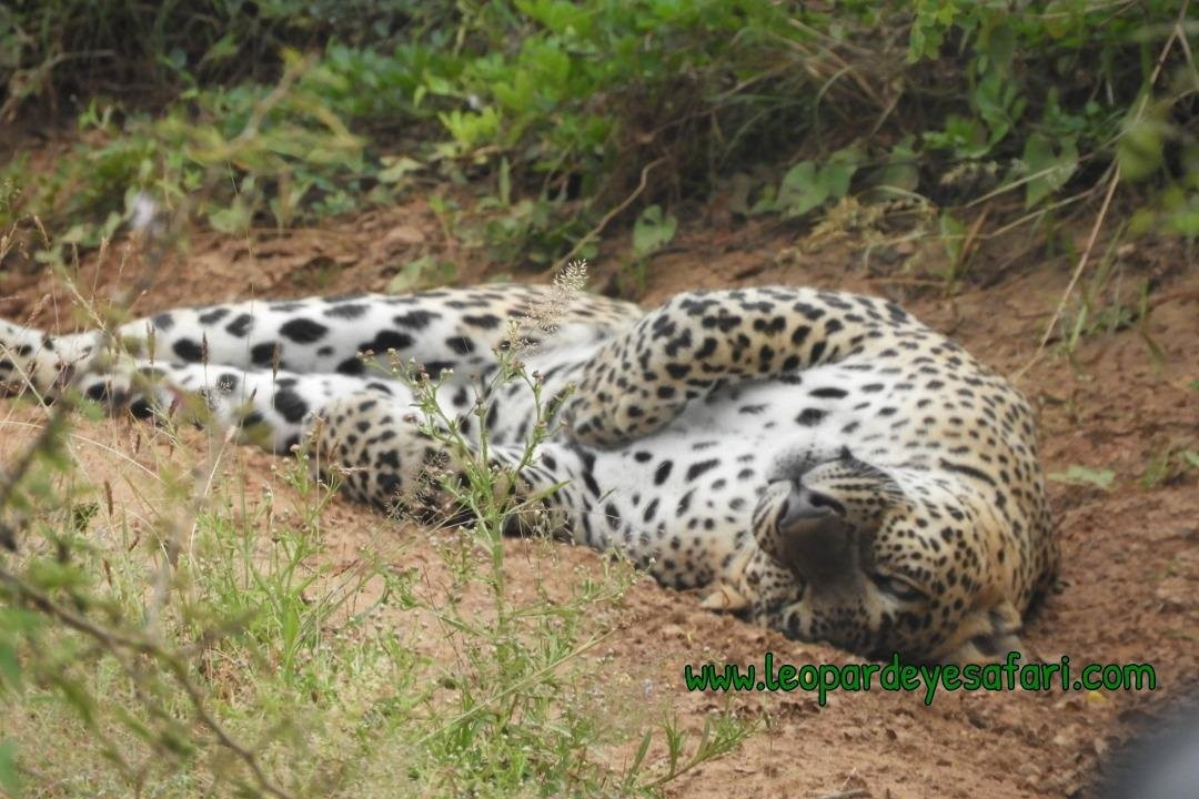 Yala Leopard Eye Safari-Palatupana必去景点