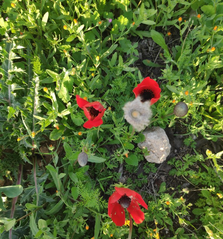 Joe Alon Center-Lahav必去景点