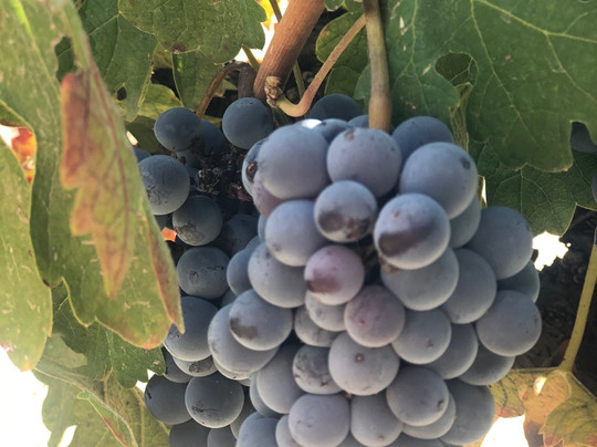 Red Globe Tours-门多萨必去景点