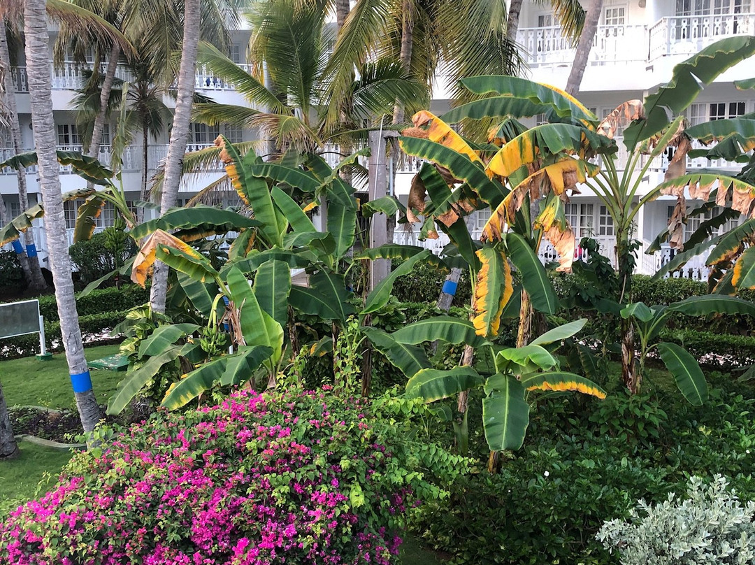 Decameron Marazul主图