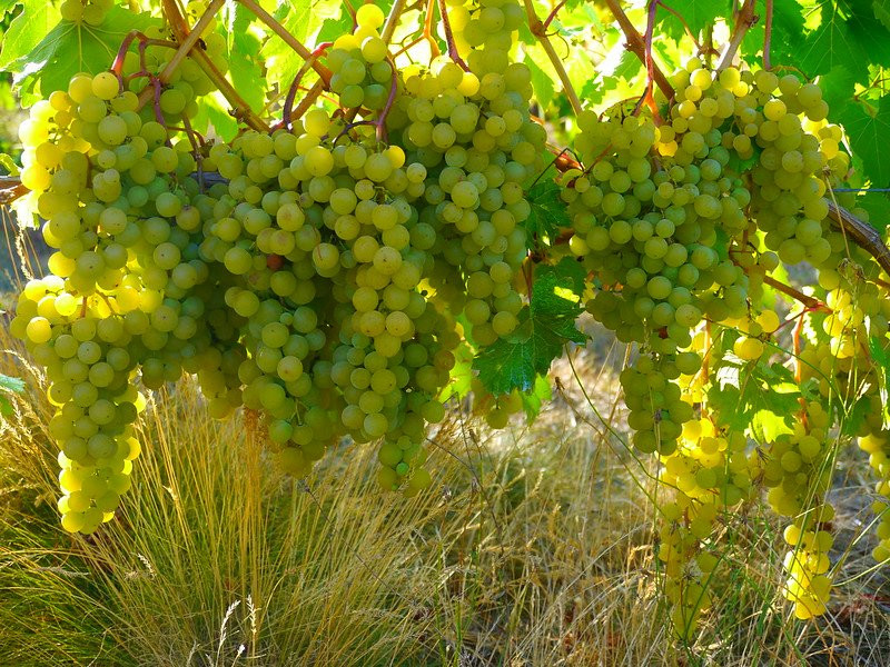 Sarver Winery-尤金必去景点