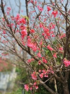 Kasarizaki Lighthouse-奄美市必去景点