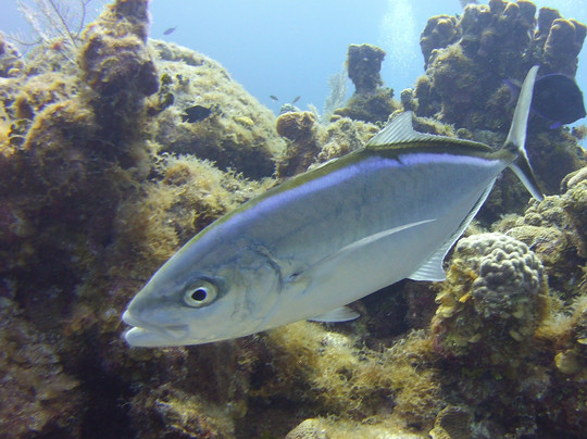 Ambassador Divers-七哩滩必去景点