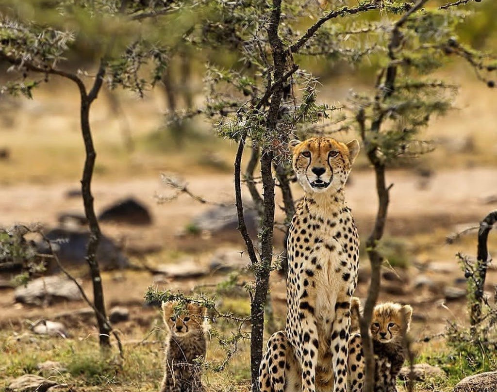 Wildtrip Safaris-Dar es Salaam必去景点