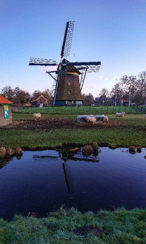 Molen De Vlieger景点图片