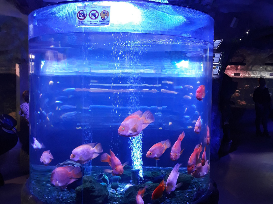 Oceanarium Sea Fairy Tale景点图片