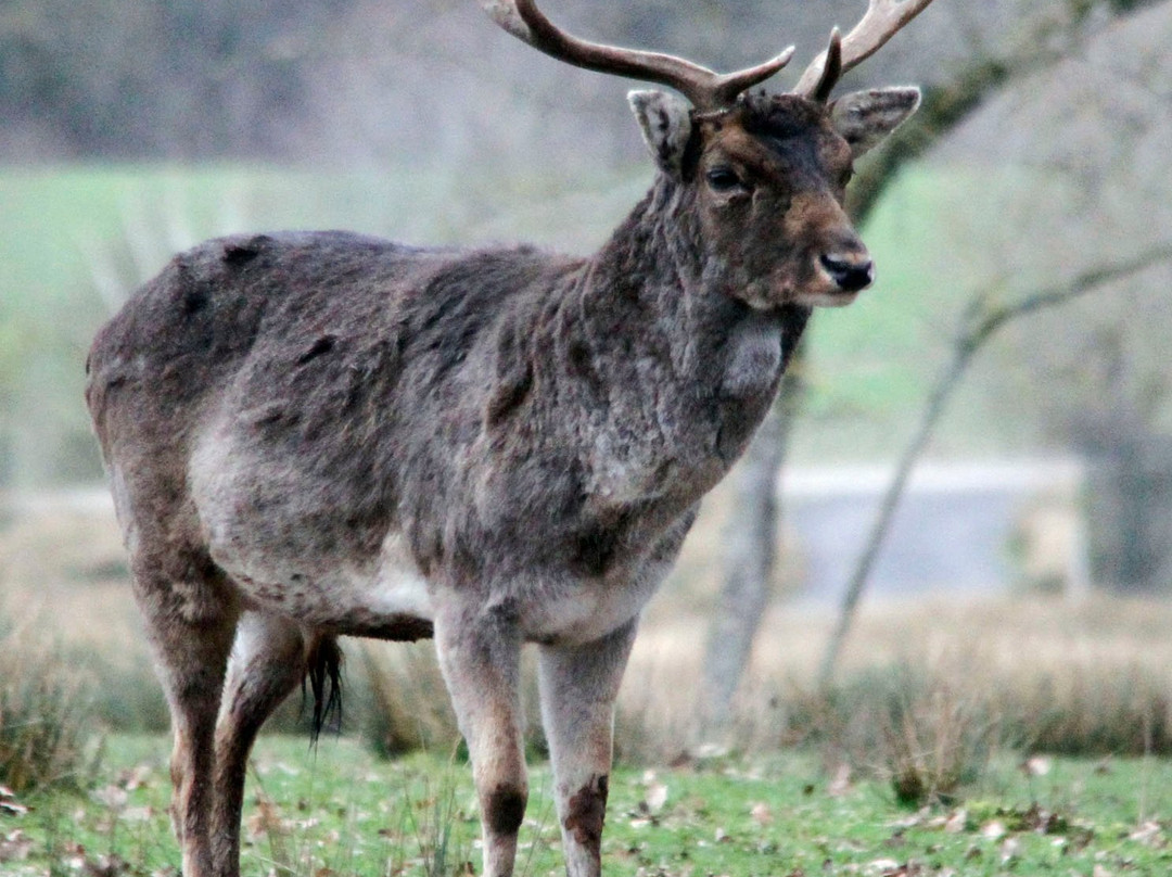 Parc Animalier De Sainte-croix景点图片