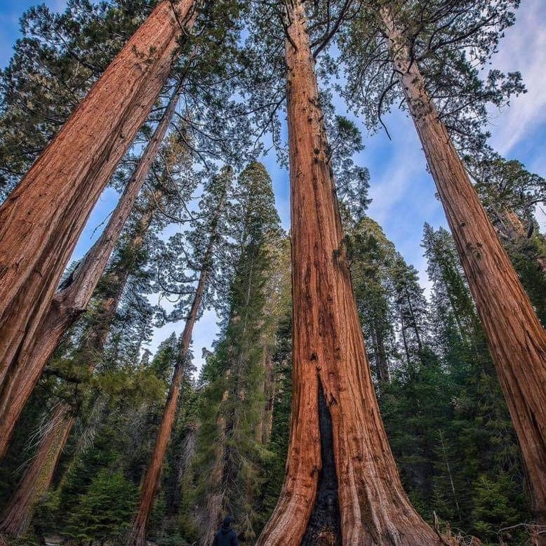 Sequoia National Park-维塞利亚必去景点