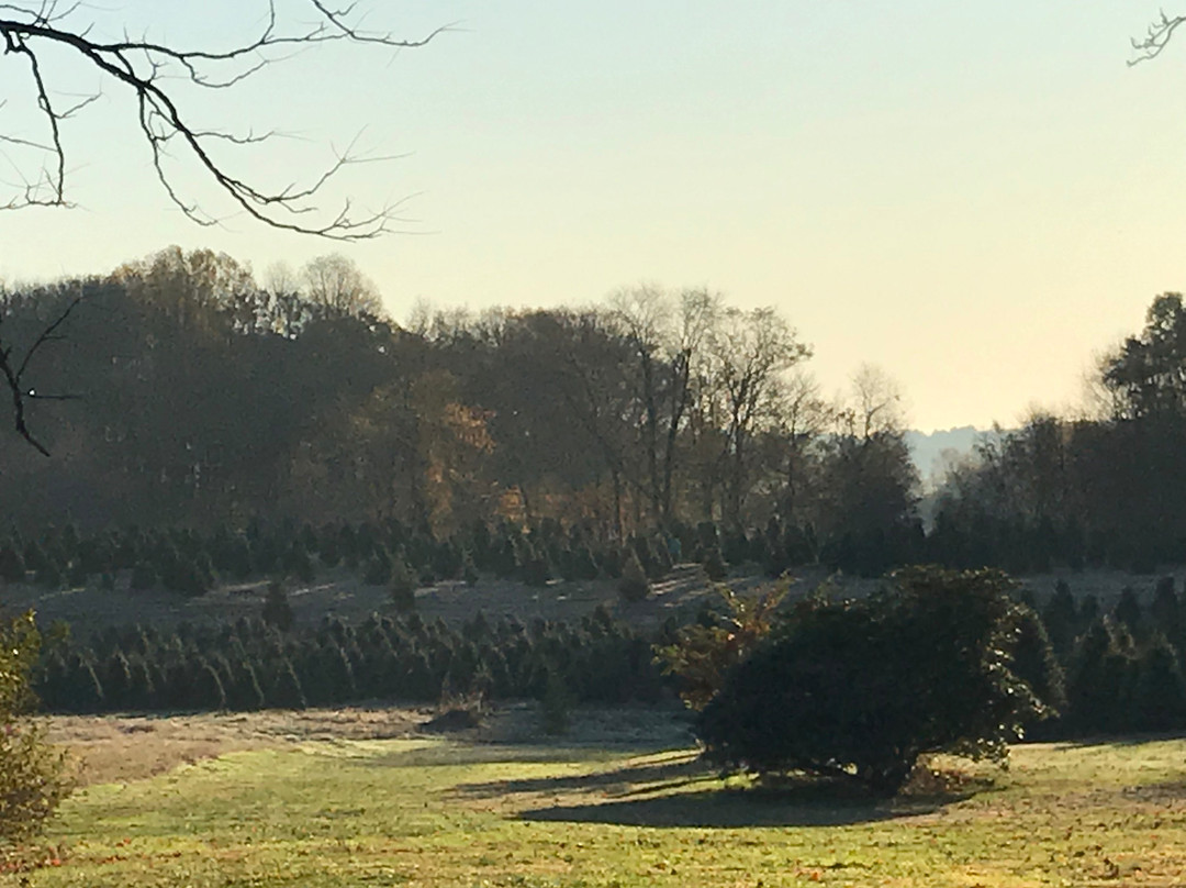 Pine Valley Christmas Trees景点图片