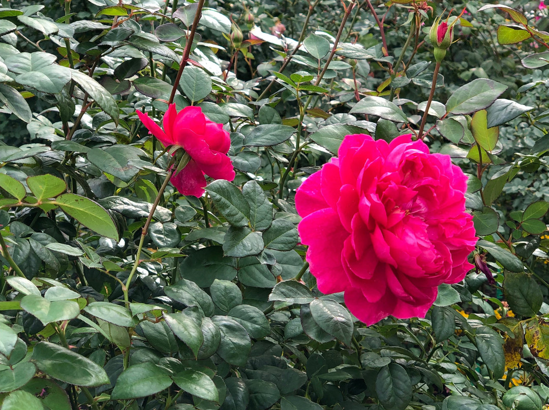 Begonia Garden-桑名市必去景点