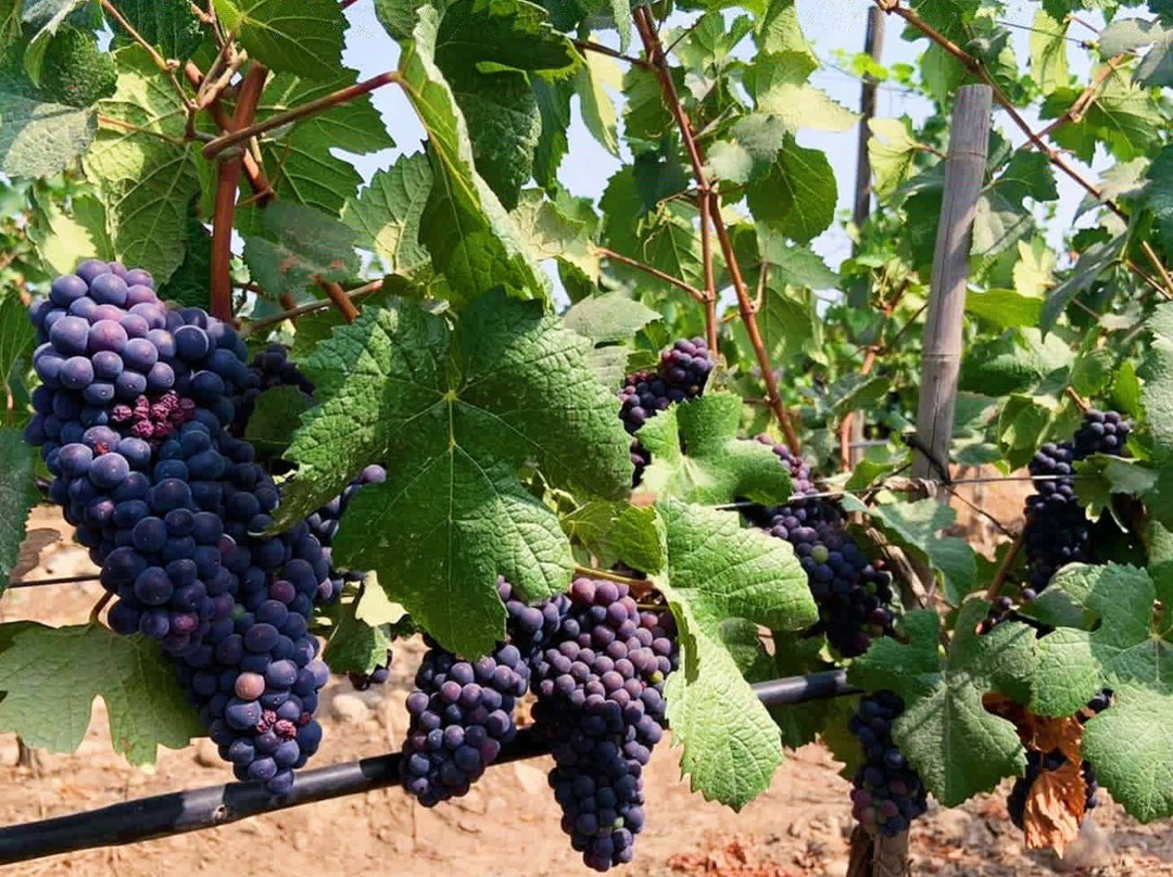 Vinedos Torreon de Paredes-Rengo必去景点