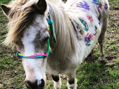 Red Gate Farms Equestrian Center-萨凡纳必去景点