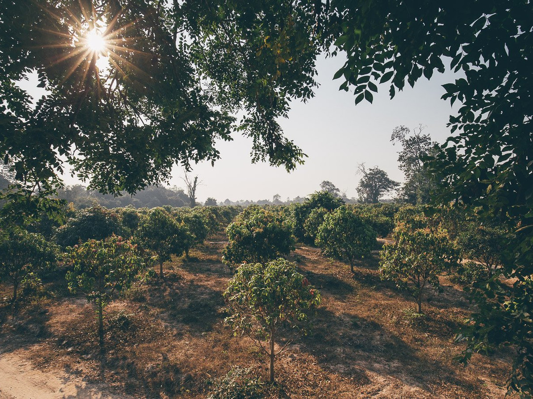 SvayChek Organic Farm-暹粒必去景点