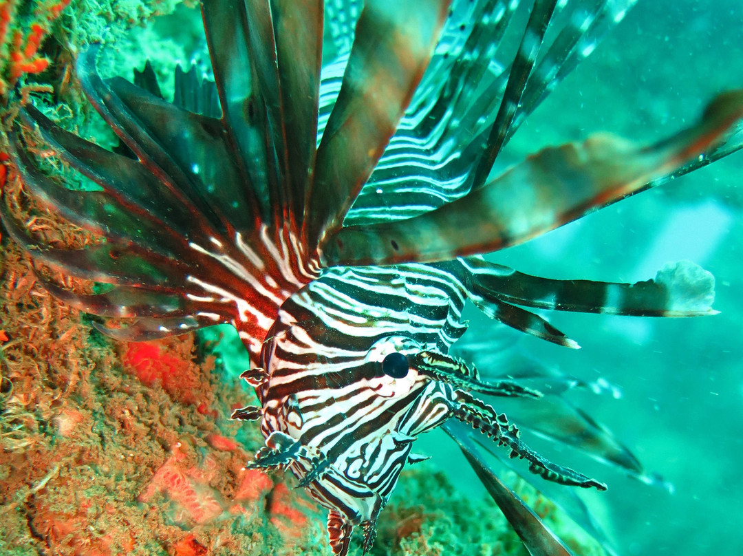 Divers Land Dive Club-乌纳瓦图纳必去景点