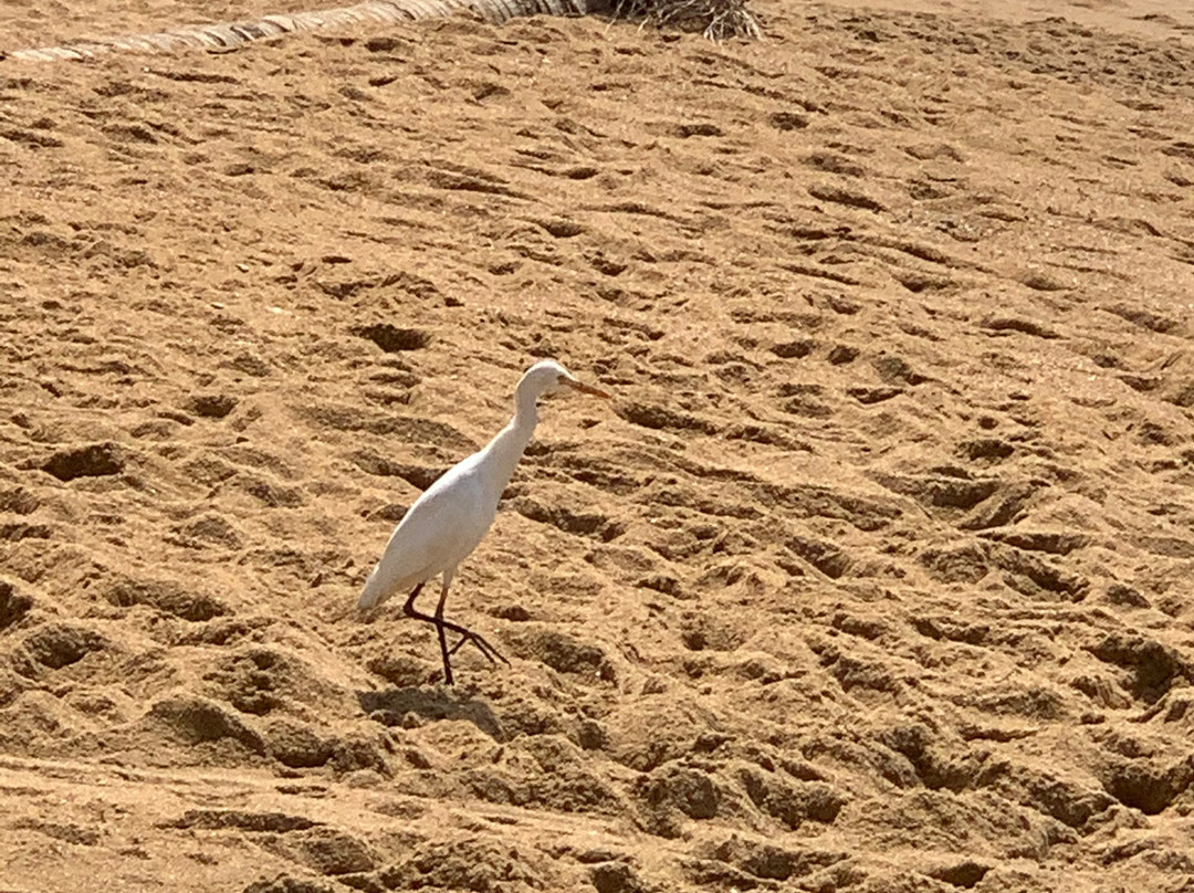 Dhammika Magic Palace主图