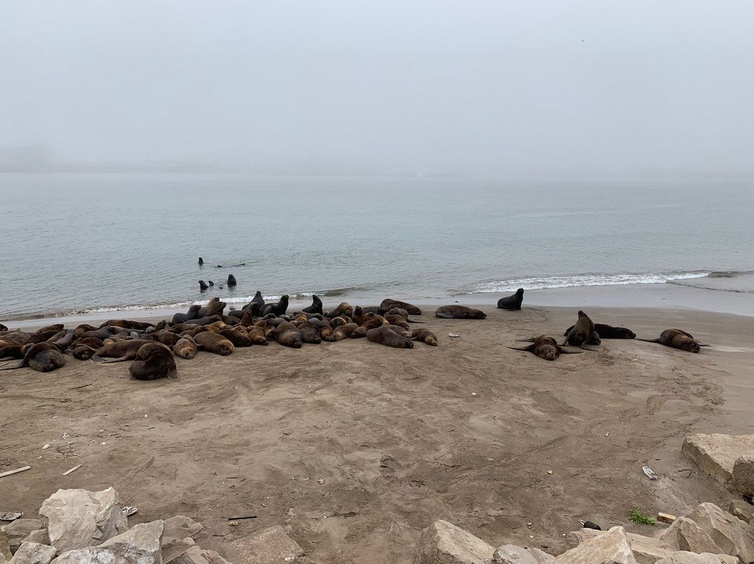 Reserva de Lobos Marinos-马德普拉塔必去景点