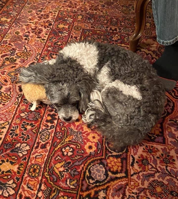 Pemberley House Bed and Breakfast主图