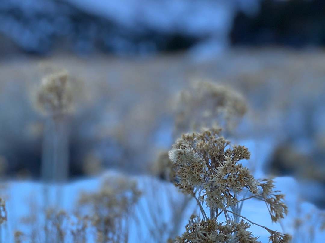 Spring Mountains Visitor Center-Mount Charleston必去景点