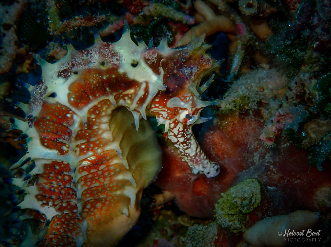 Lighthouse Divecenter-达哈卜必去景点