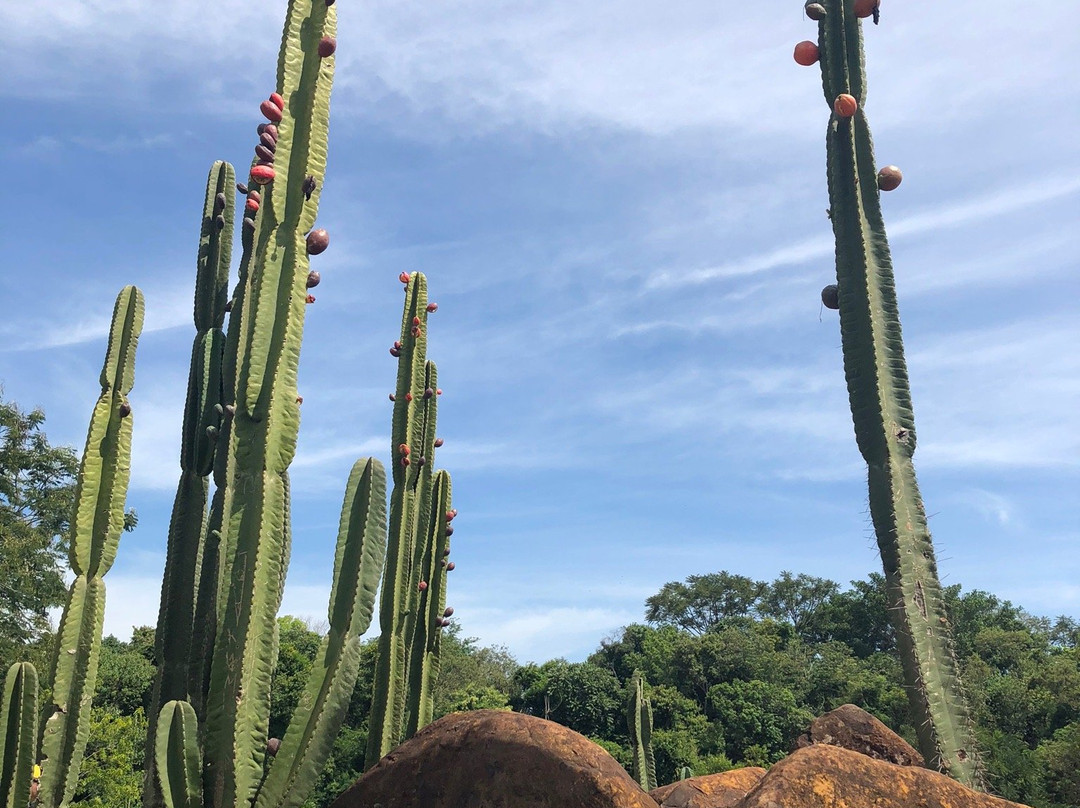 Jardim Botânico de Londrina-Londrina必去景点