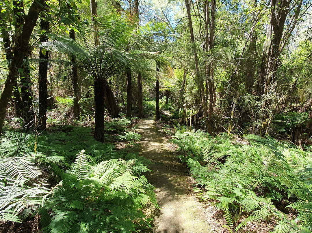 Mackenzie River Rainforest Walk景点图片