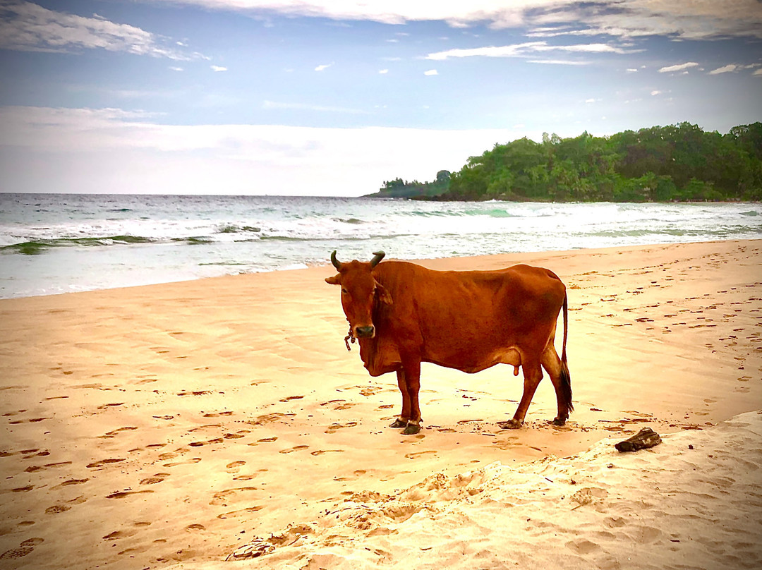 Zephyr Talalla主图