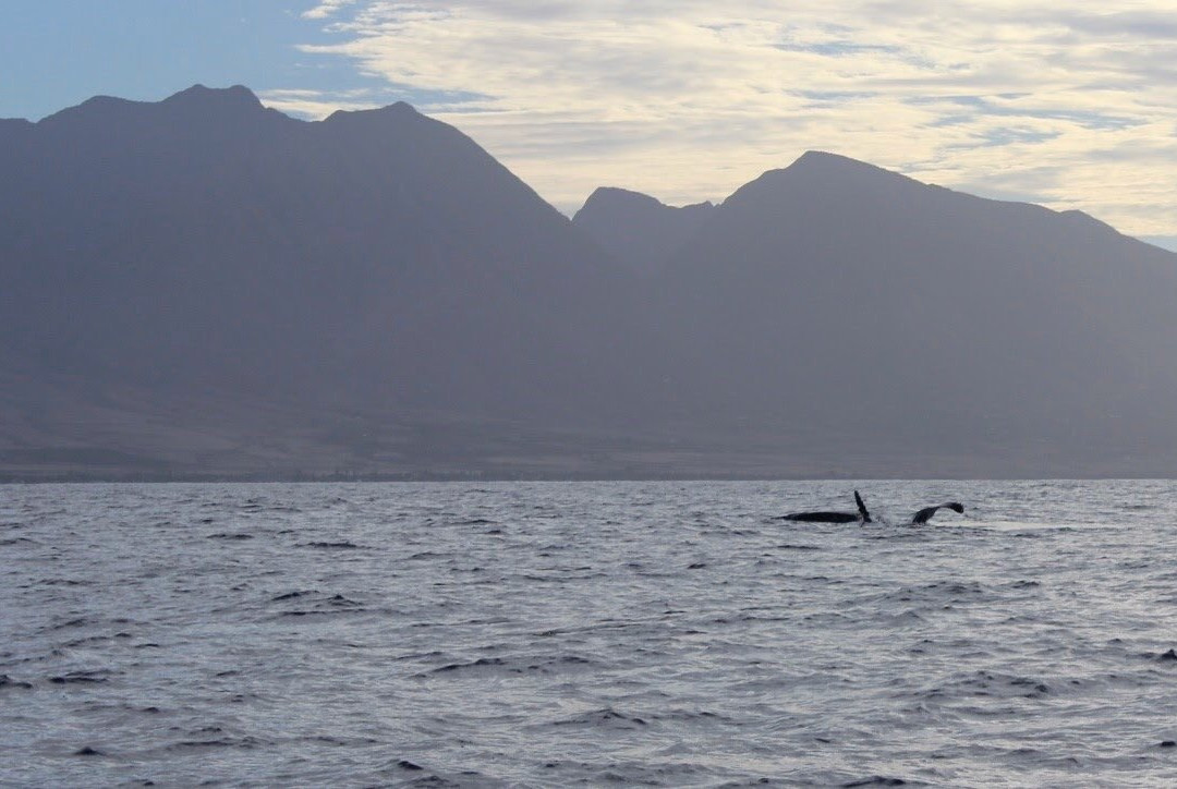 Blue Water Maui-拉海纳必去景点