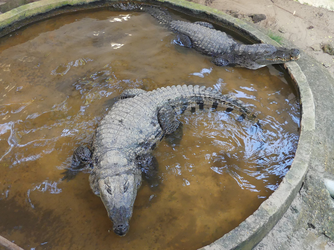 Dipi Crocodile Farm景点图片
