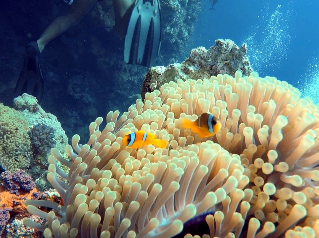 Dolphin Diver-Yanbu必去景点